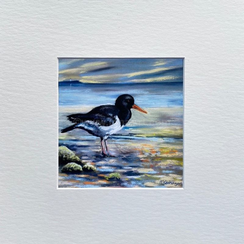 Oyster Catcher - Nature