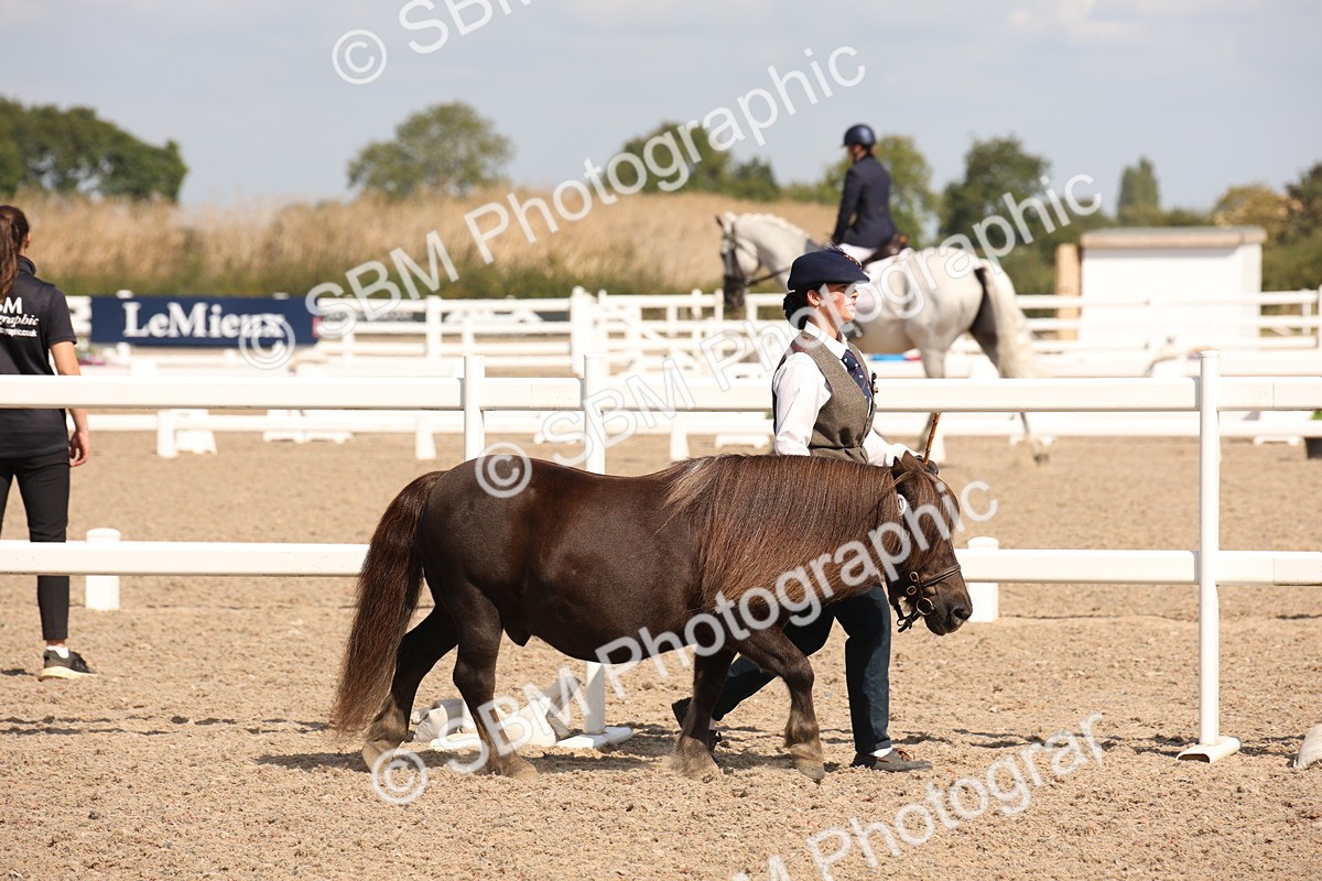 SBM_03379 - Class 18 Handsomest Gelding (IH or Ridden)