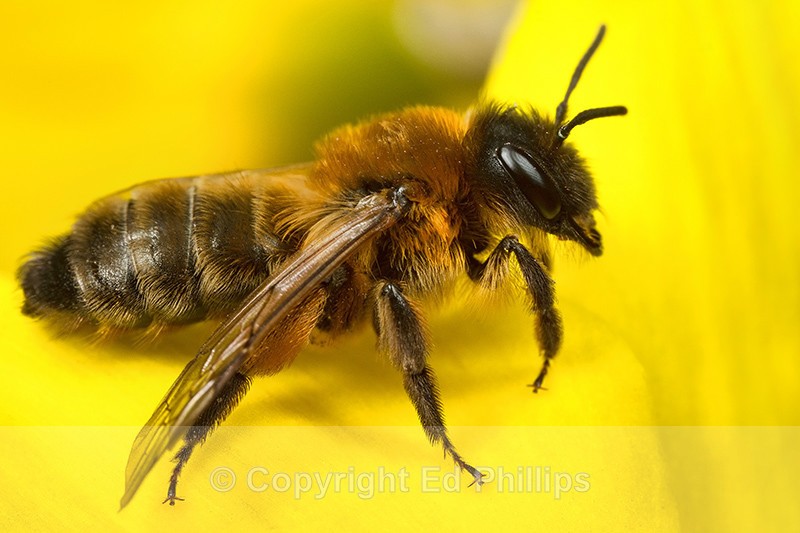Andrena nigroaenea (f) - Andrena nigroaenea