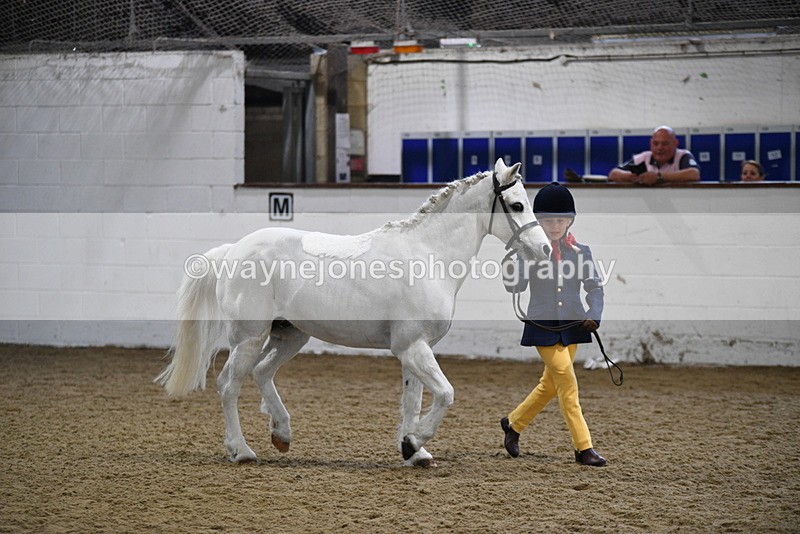 WJ5_4651 - Class 3 Part Bred In hand