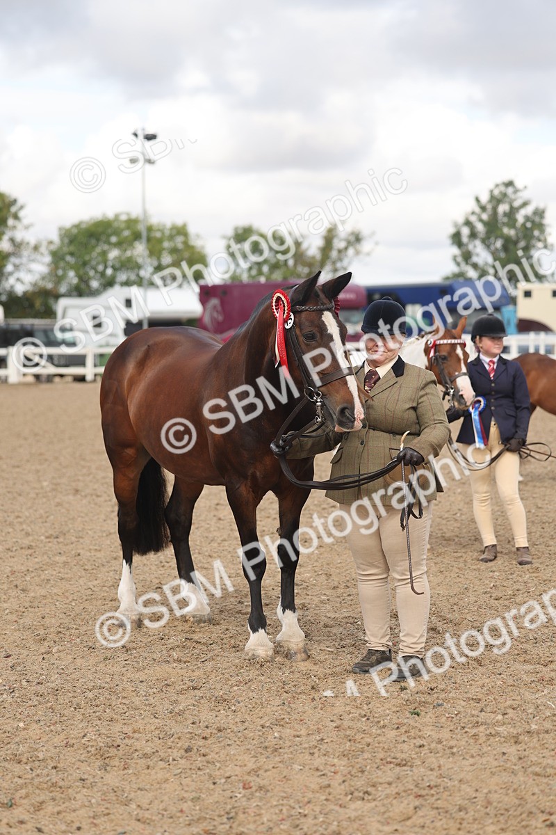 SBM_04373 - Class 17 - Prettiest Mare (IH or Ridden)