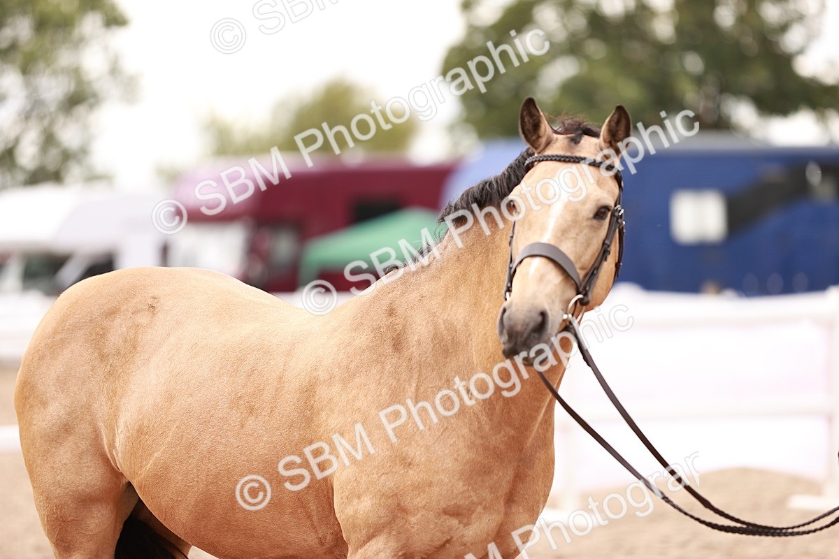 SBM_16124 - Class 411 - Prettiest Mare - (IH or Ridden Adult)