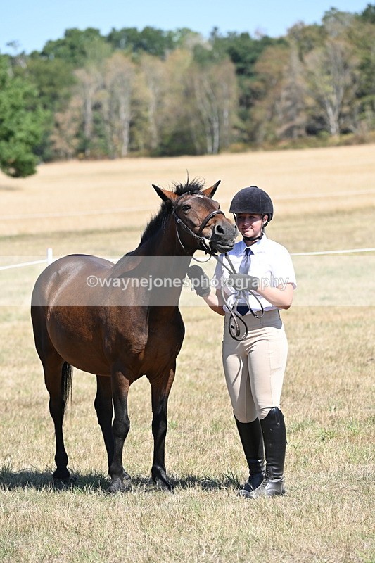 WJ6_8666 - Class 37b Best Loan Pony In-hand