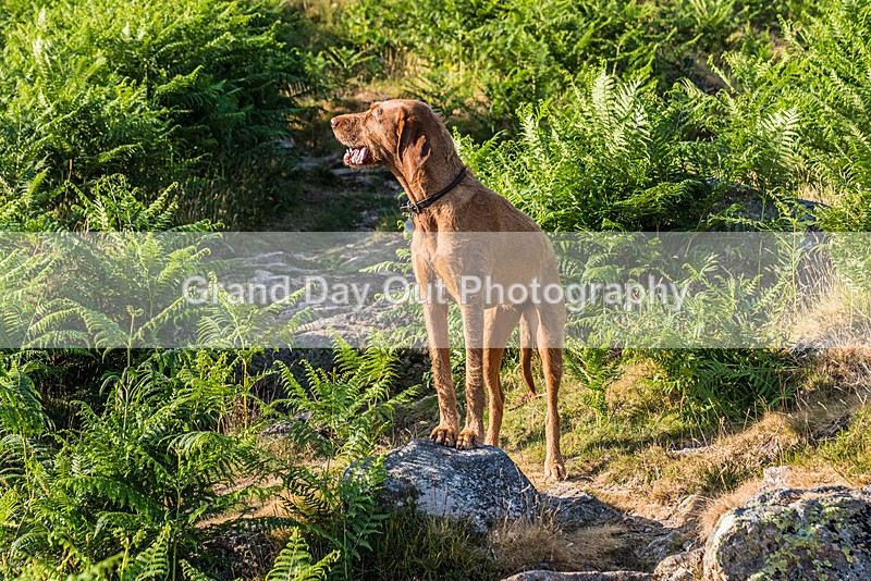 Langstrath-1 - Langstrath Fell Race Wednesday 21st June 2023