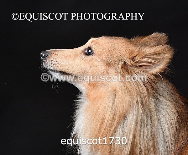 equiscot1730 - HONEY & SHADOW