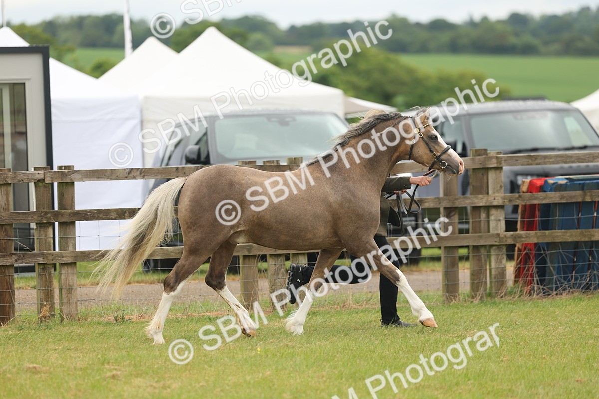 SBM_02122 - Class 50-57 - M&M Welsh Pony In Hand