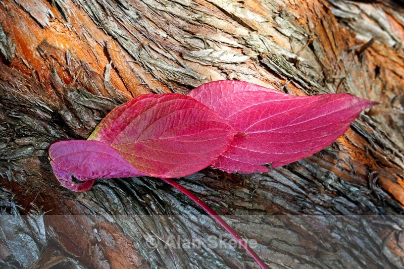 DSC09119 - Autumn