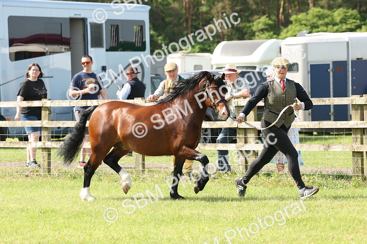 SBM_02141 - Class 6-13 - Mountatin and Moorland In Hand Welsh Breeds