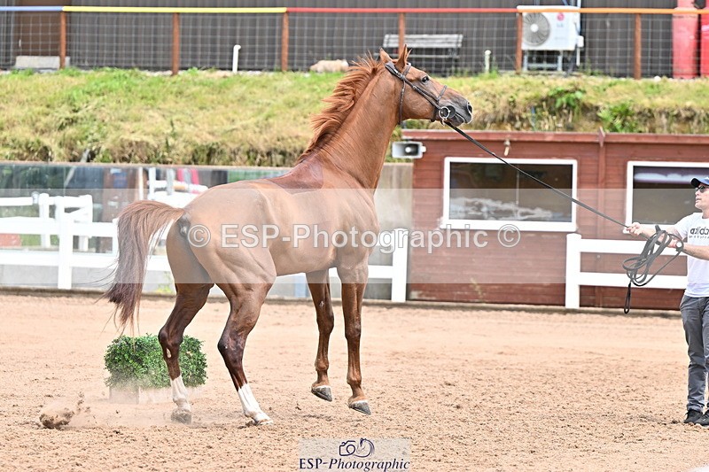 240718A-105321-01894 - Trot Up 1pm to 2pm