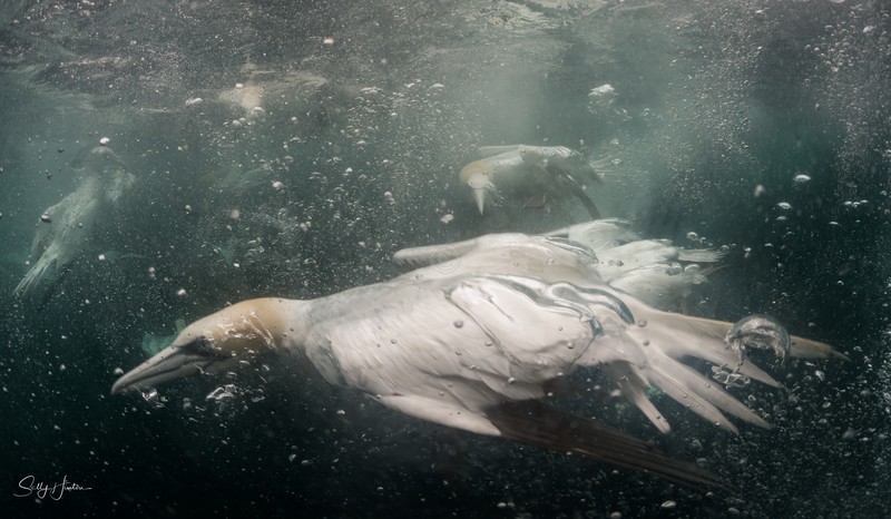 Gannets Underwater 10