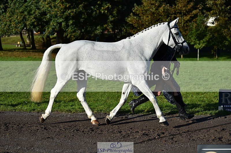 231022-095918-22163 - 403-KILLEA.LARK.GIRL-Joanna.Jones-TrotUp+SJ