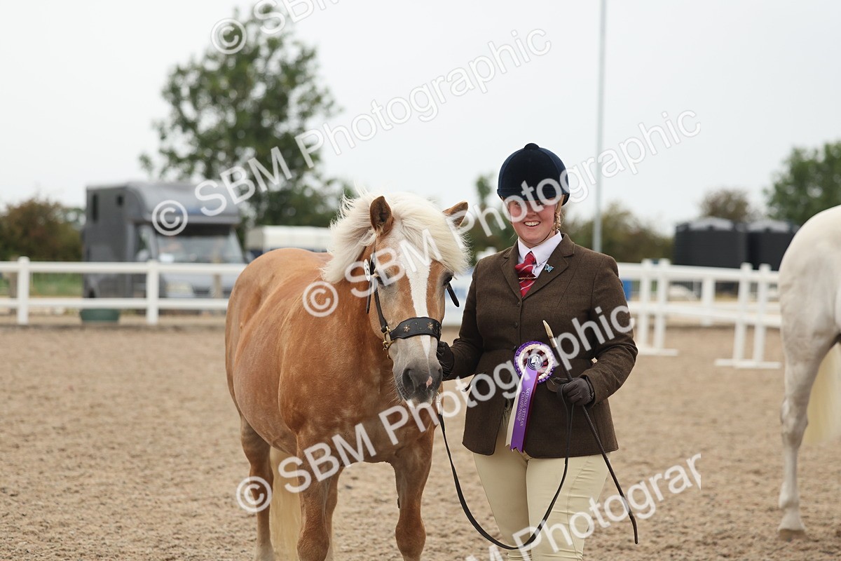 SBM_19453 - Class 317 - IH Pure Bred Horse-Pony