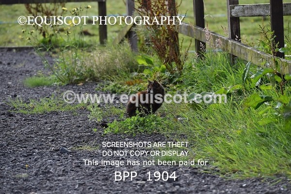 BPP_1904 - CLASS 10 SUN Club/ Unaffiliated 70cms Open