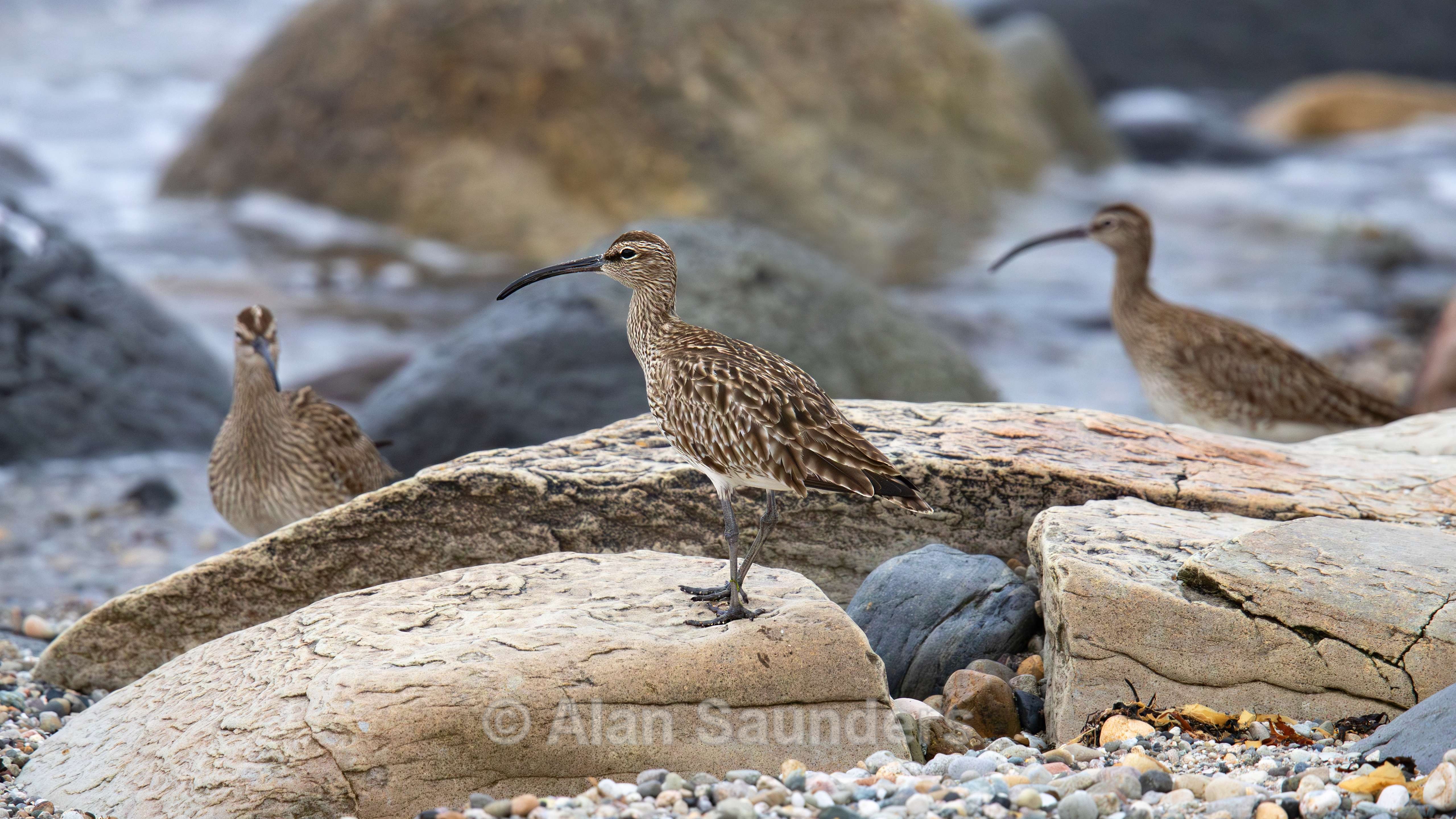 Eurasian Whimbrel 16