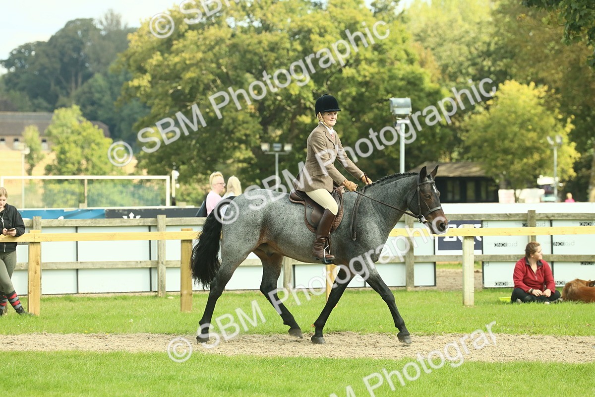 SBM_62606 - S63 - Other Coloured Horse Ridden