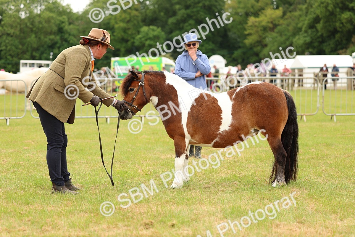 SBM_04375 - Class 64-67 - Shetland Pony In Hand
