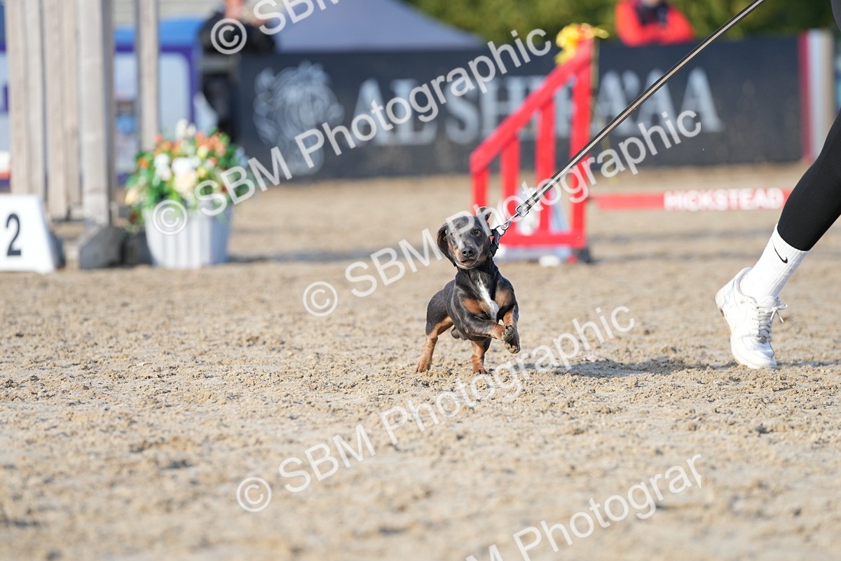 SBM_29042 - J43 - Horse & Hound Open 50cm