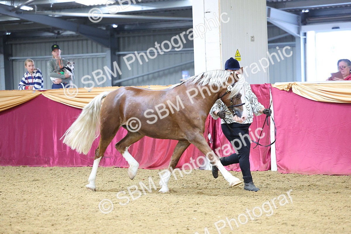 SBM_22832 - Class 903 - Supreme Final - IH Pre Vet