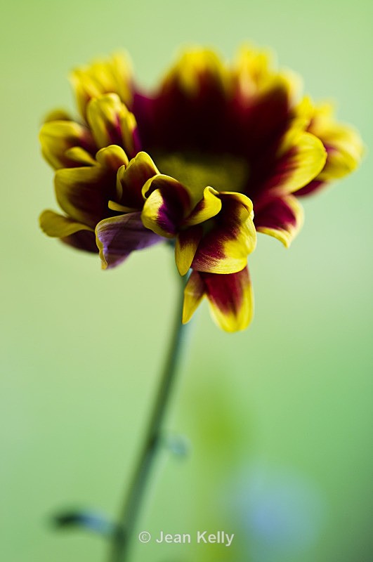 Flower - 2673 - Red