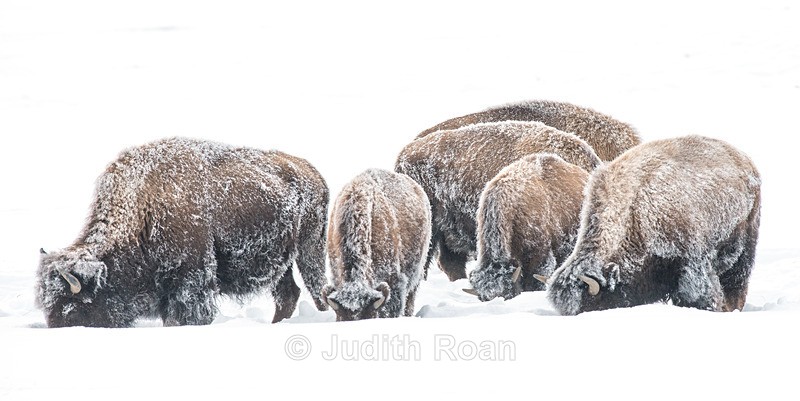 Bison-6 - Yellowstone