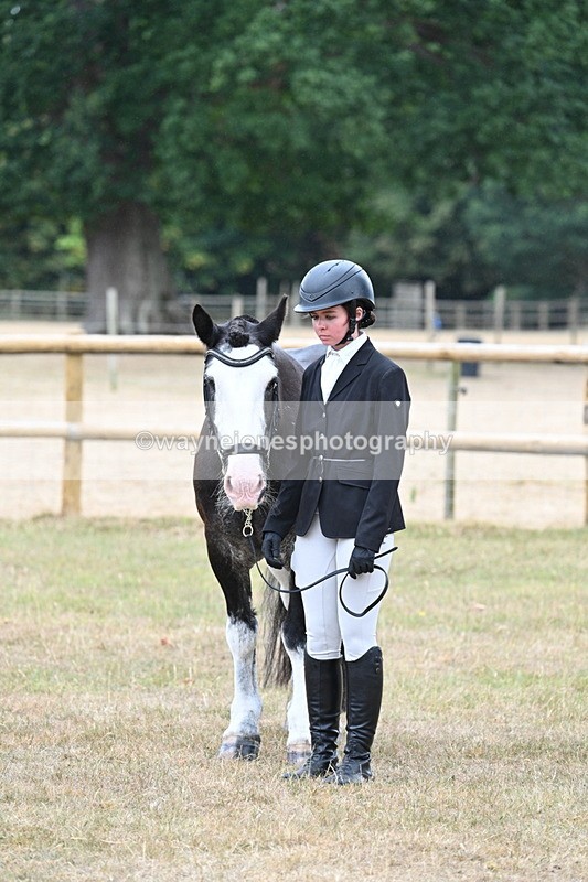 WJ7_9730 - Class 5a Most Handsome Gelding (above 14.2hh)