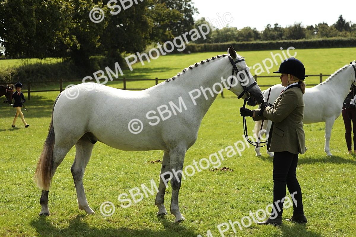 SBM_65589 - S48 - Show Pony & Show Hunter Pony In Hand