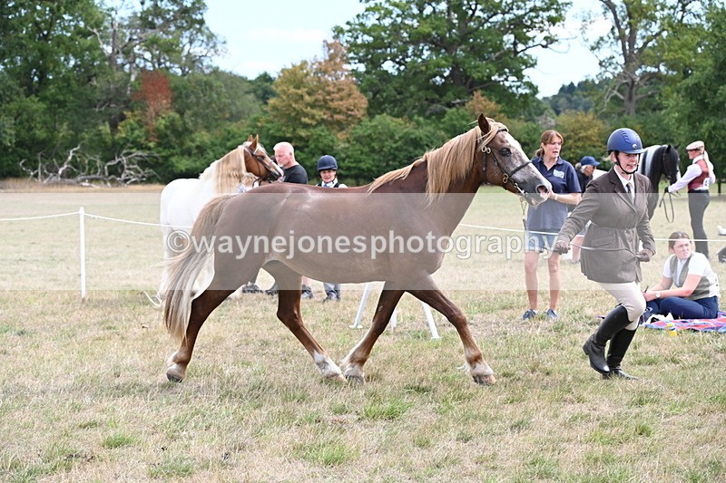 WJ6_5932 - Class 19 In-hand Veterans (Uploaded correct folder)