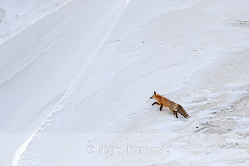 Red Fox climbs snow drift, Hayden Valley, Yellowstone - Red Fox