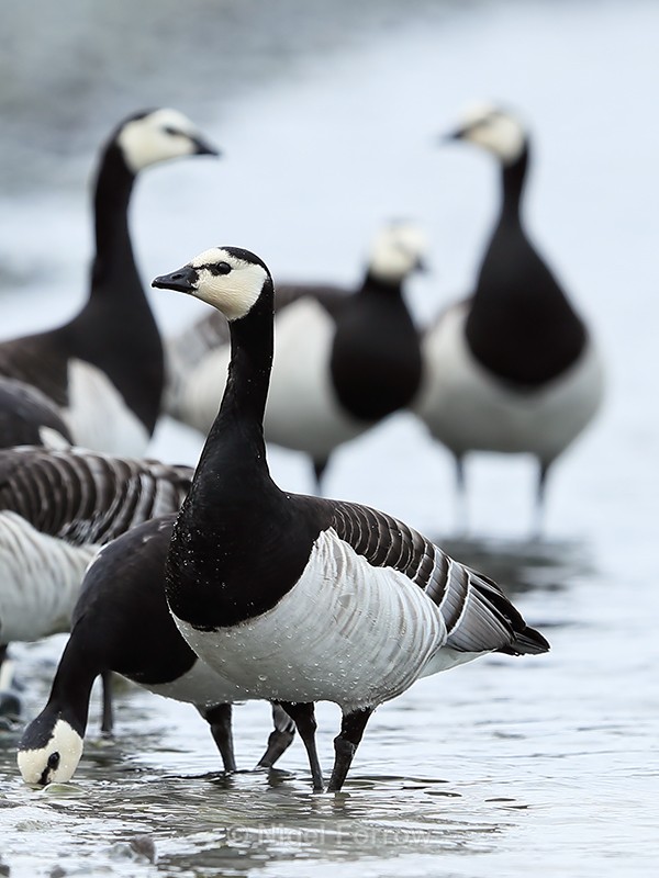 Group of adult Barnacle Geese, Jokulsarlon, Iceland - Barnacle Goose