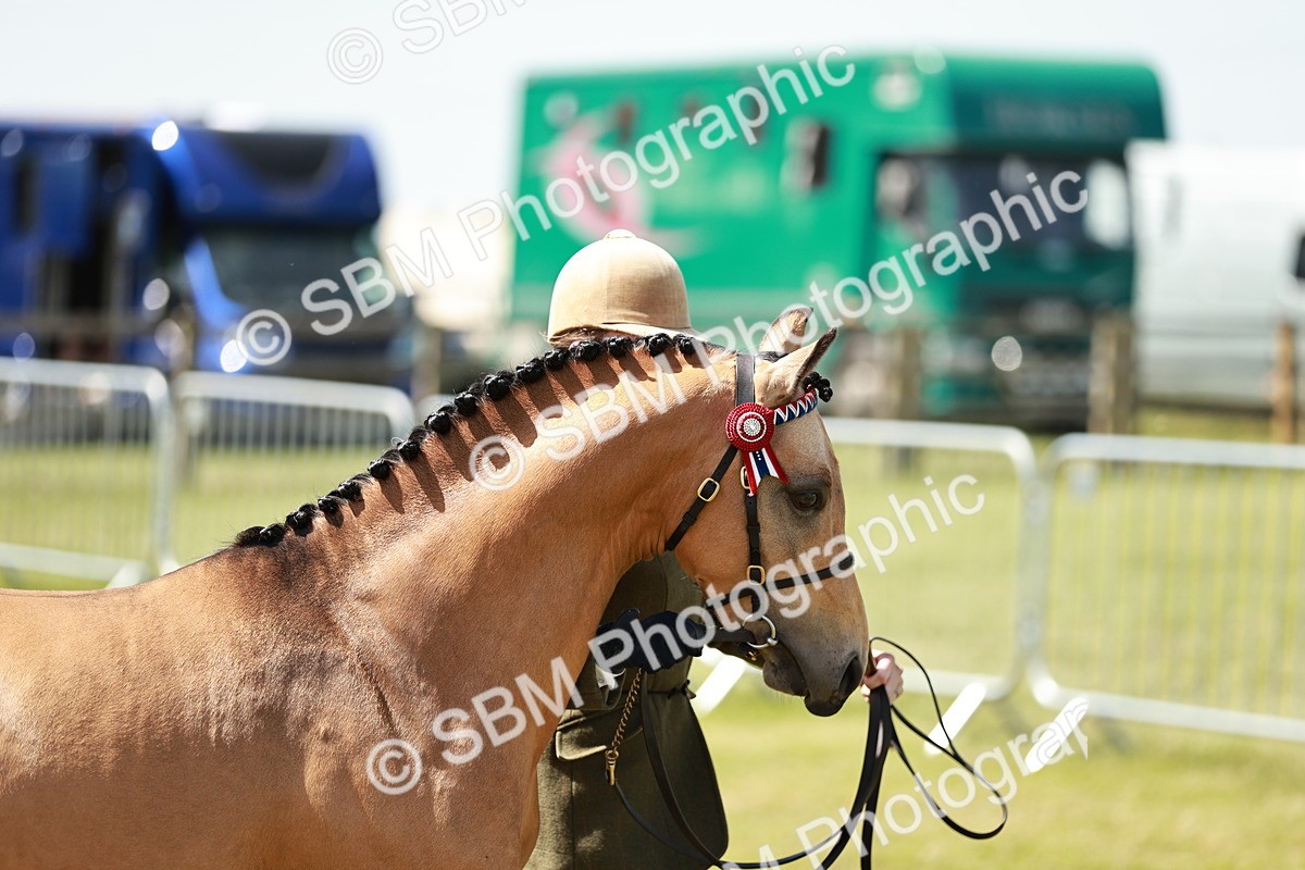 SBM_05579 - Class 41-45 - Riding Pony-Hunter Pony Breeding