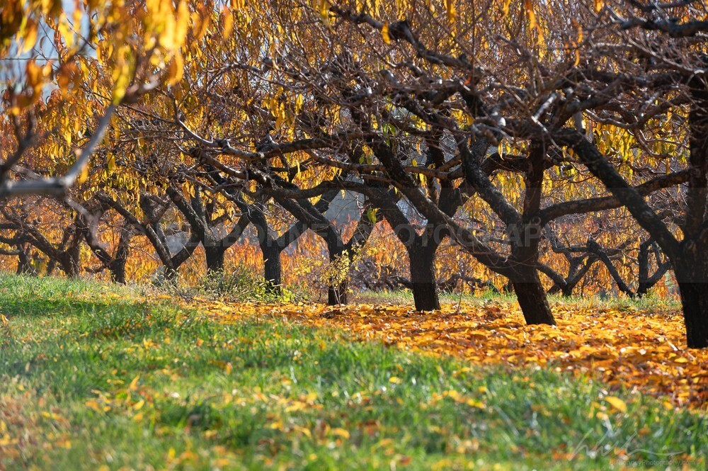 DSC_8389 - Trees
