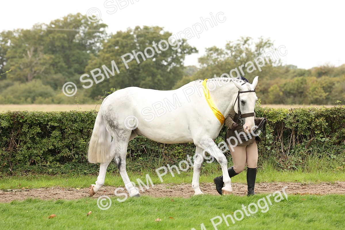 SBM_60826 - In Hand Horse Supreme Championship