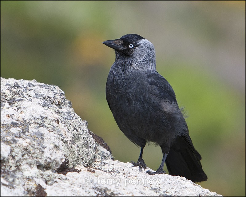 Jackdaw - Corvus monedula - Birds