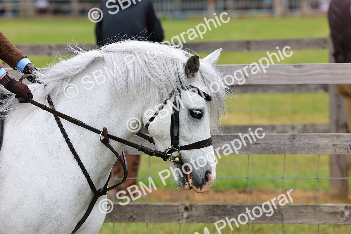 SBM_08449 - Class 42-43 - LIHS BSPS Heritage Working Sports Pony