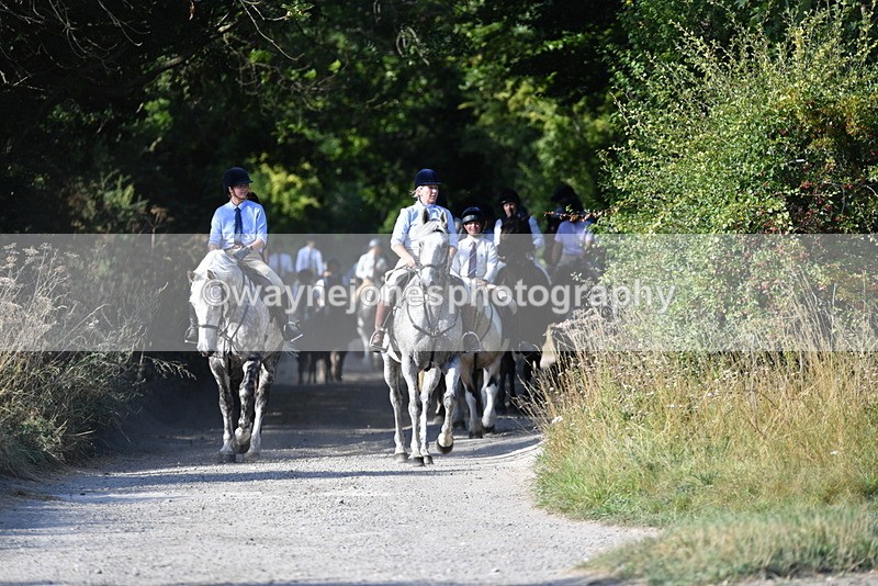 WJ5_4859 - Walk out with the hounds