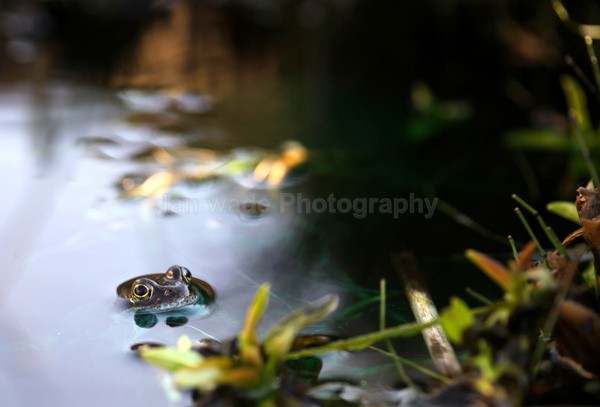 The Common Frog _ RAP007 - Reptiles, amphibians & pond life, Great Britian