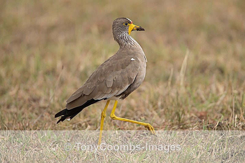Wattled Lapwing - Mara North ~ Birds