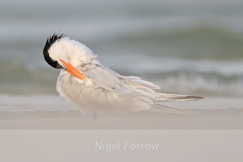 Royal Tern (breeding adult) preening, Fort De Soto Park, Florida - Royal Tern