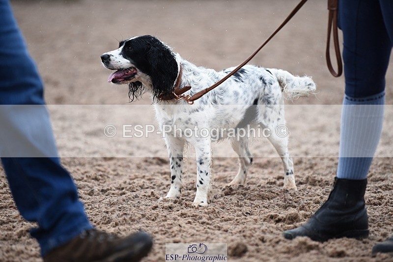 240518A-132610-01295 - Cls 8 Dog the judge would most like to take home