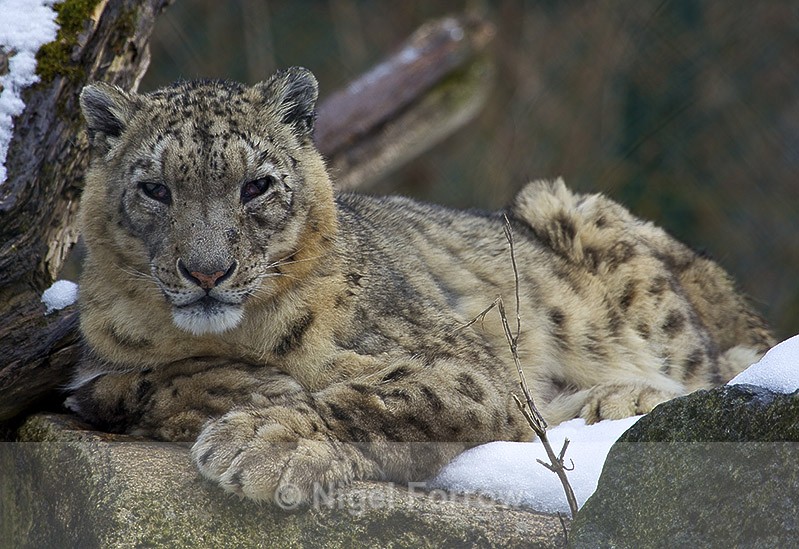 Snow Leopard - Leopard