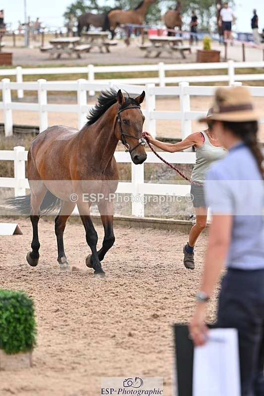 250716-145925-01584 - Trot Up 2.30 to 3.30