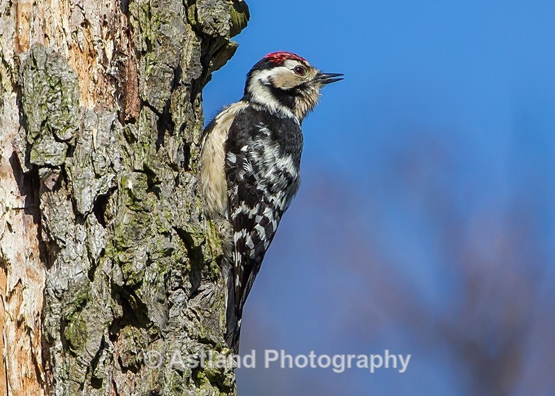 Astland Photography, Bird and Wildlife Images, Susan and Peter Wilson, U.K.