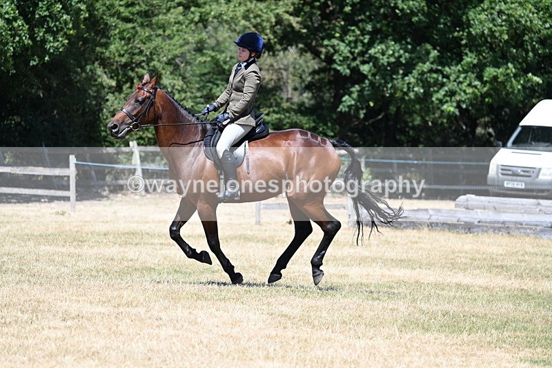 WJ7_3112 - Class 7 Riding Club Show Horse
