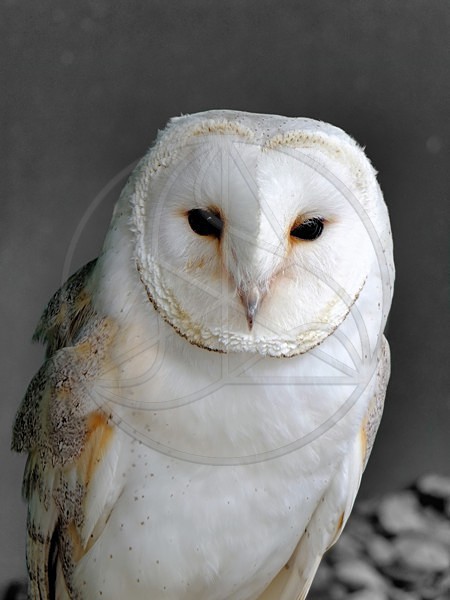 Wisdom_Inferred - Everything Else