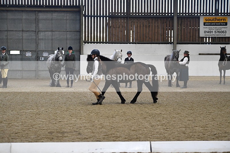 WJ5_4199 - Class 6 In hand M&M - Large Breeds