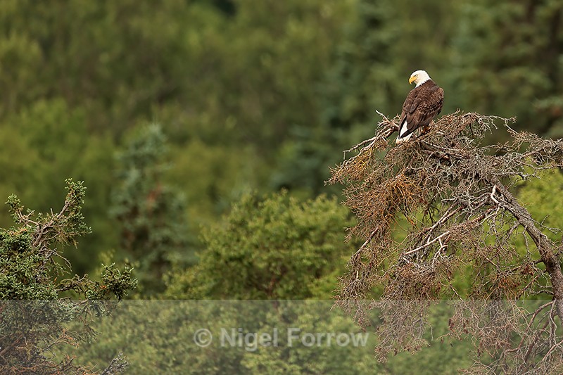 Bald Eagle perched on tree top, Brooks Falls, Alaska - Bald Eagle