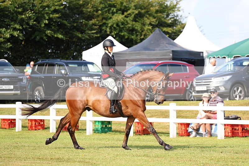 3E7A8418 - Class 2: Rising Star Large Hack/Riding Horse