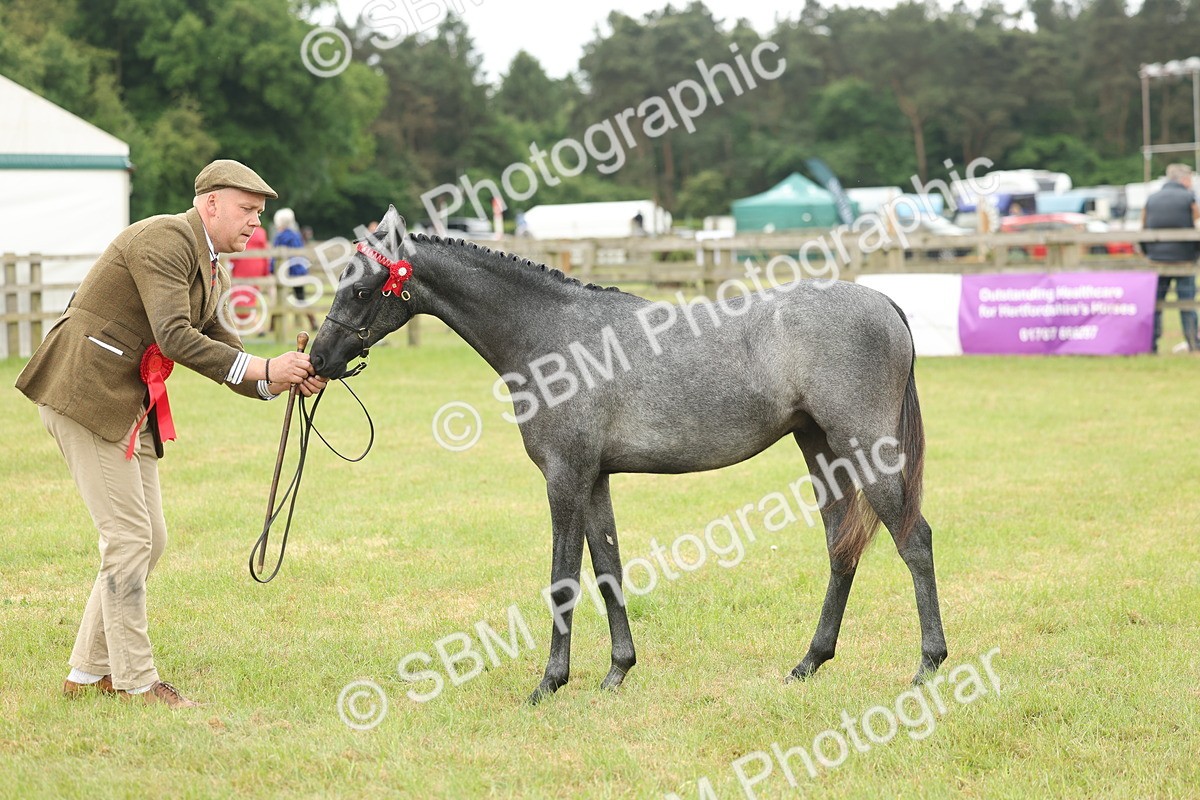 SBM_05373 - Class 68-73 - Riding Pony Breeding