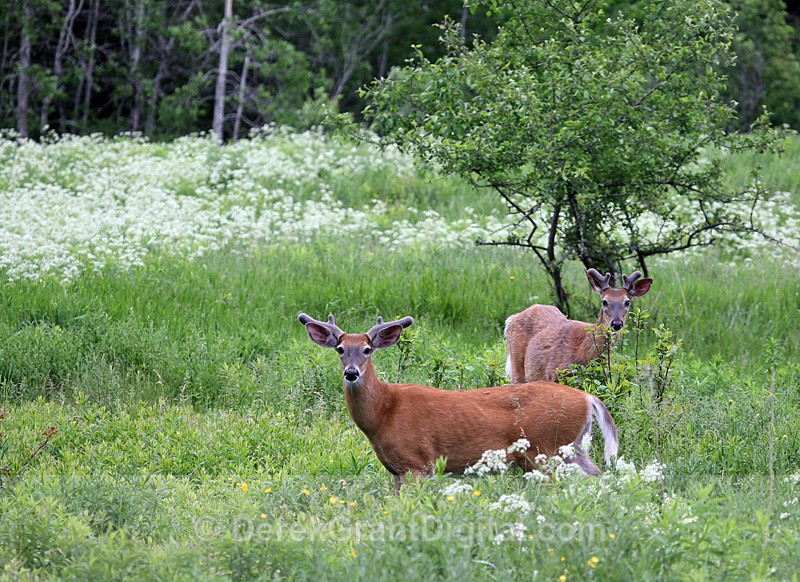 Brothers in Arms - Mammals, Reptiles & Amphibians