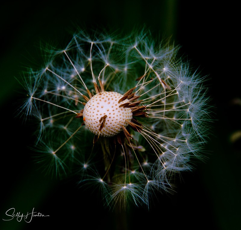 Dandylion Flower